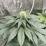 Mistery ¿?. Seedstockers