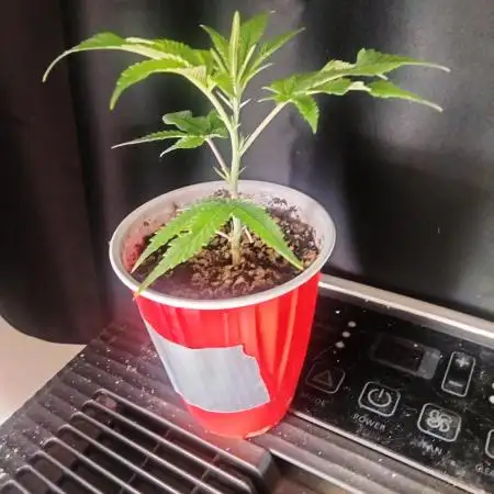 Growing with Dreadzilla