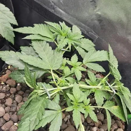 Frozen Biscotti Bag Seed