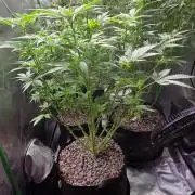 Silverleaf Auto Sour Diesel