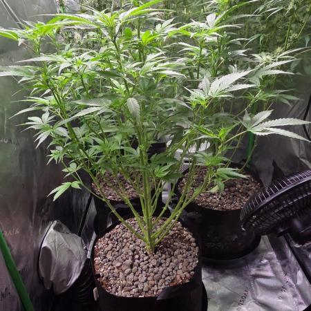 Silverleaf Auto Sour Diesel