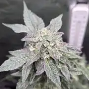 Frozen Biscotti Bag Seed