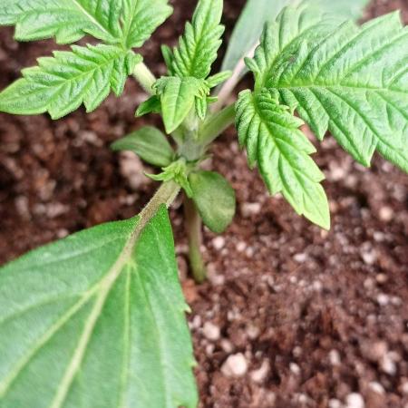 Northern Lights Auto - SeisPés