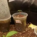 Northern Lights Auto - SeisPés (2)