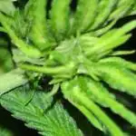 lindas flowers
