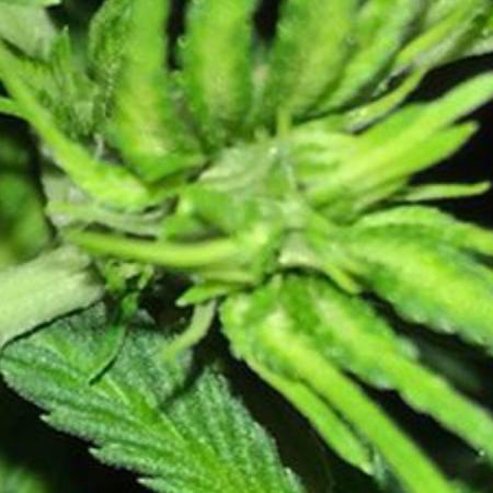lindas flowers