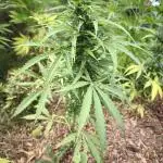 Blueberry auto zamnesia