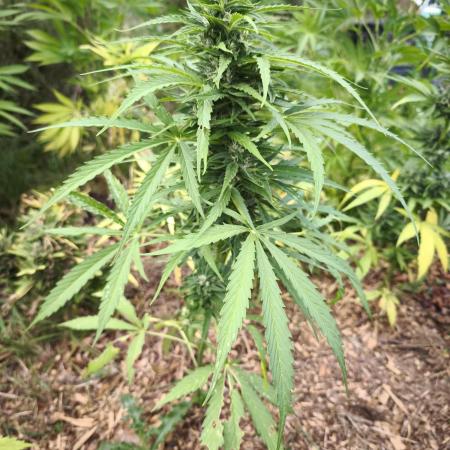 Blueberry auto zamnesia