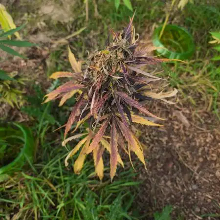 Blueberry auto zamnesia