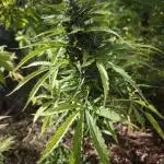 Blueberry auto zamnesia