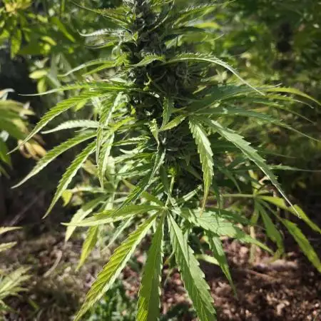 Blueberry auto zamnesia