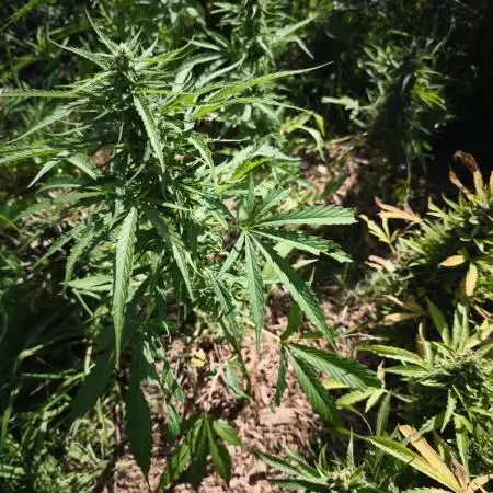 Blueberry auto zamnesia