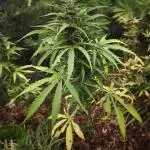 Blueberry auto zamnesia