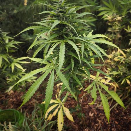 Blueberry auto zamnesia