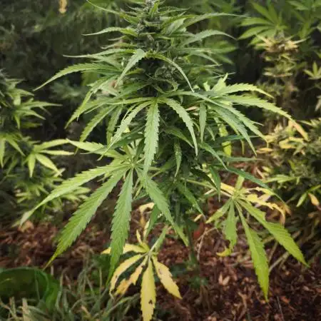 Blueberry auto zamnesia