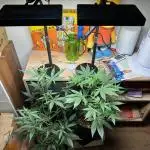 First Grow King Louis & Runtz F1 auto