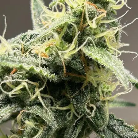 First Grow King Louis & Runtz F1 auto