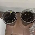 Seconda coltivazione da principiante