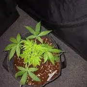 JVK Grow RQS Northern Lights Auto 1
