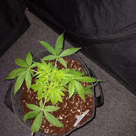 JVK Grow RQS Northern Lights Auto 1
