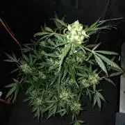 JVK Grow Royal Kush2