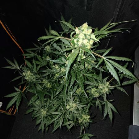 JVK Grow Royal Kush2