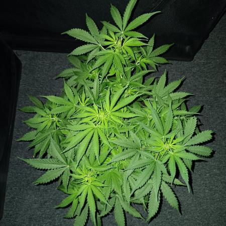 JVK Grow RQS Northern Lights Auto 1
