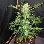 JVK  KUSH Auto 1