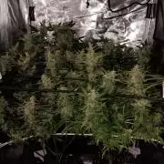 JVK Trainwreck Auto