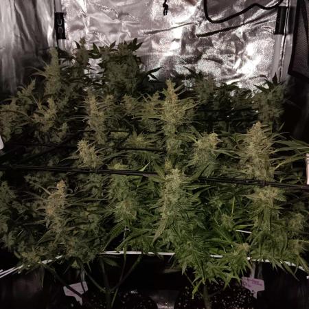 JVK Trainwreck Auto