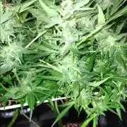 JVK Trainwreck Auto