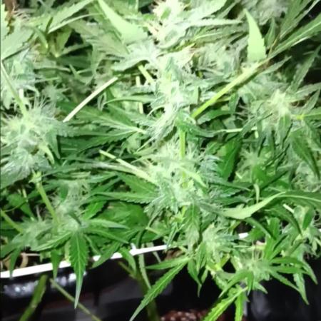 JVK Trainwreck Auto