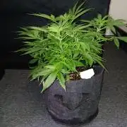 JVK Grow RQS Northern Lights Auto 1