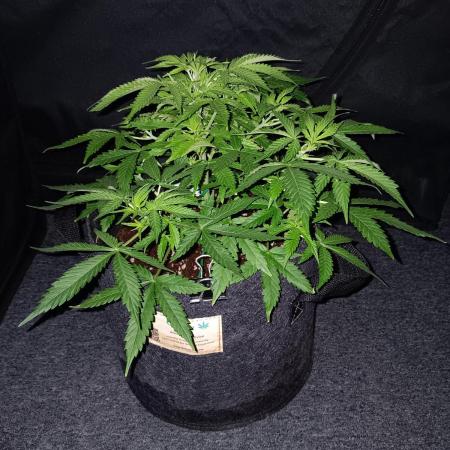 JVK Grow RQS Northern Lights Auto 1