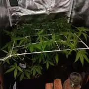 JVK Trainwreck Auto