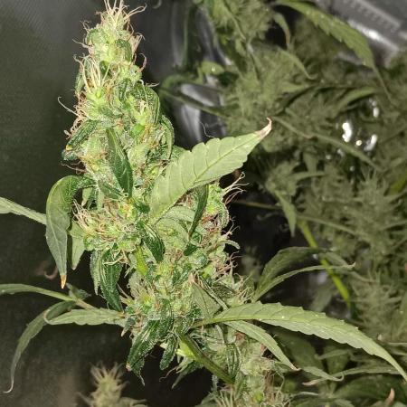 JVK Grow Royal Kush2