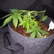 JVK Grow RQS Northern Lights Auto 1