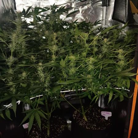 JVK Trainwreck Auto