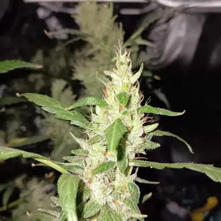JVK Grow Royal Kush2