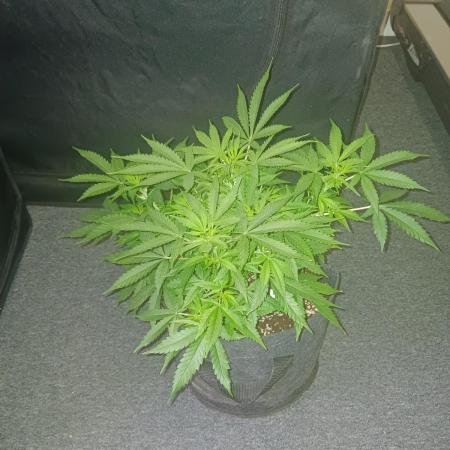 JVK Grow RQS Northern Lights Auto 1