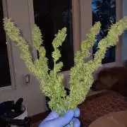 JVK Grow Northern Lights Auto 1