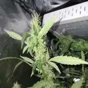 JVK Grow Royal Kush2