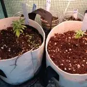 JVK Grow Quickone3
