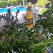 JVK Grow Royal Kush2