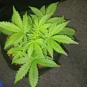 JVK Grow RQS Royal Bluematic Auto 1