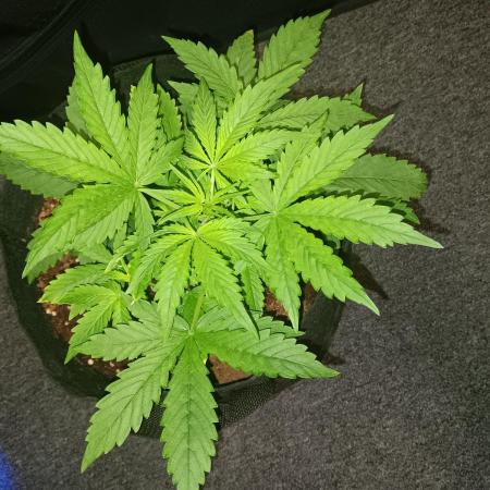 JVK Grow RQS Royal Bluematic Auto 1