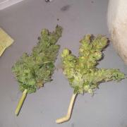 JVK Grow Quickone3