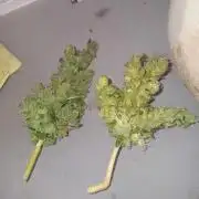 JVK Grow Quickone3