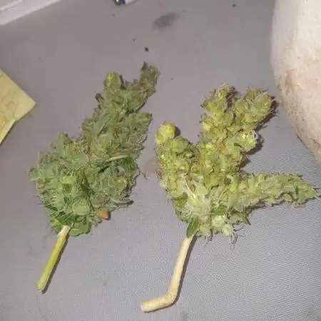 JVK Grow Quickone3
