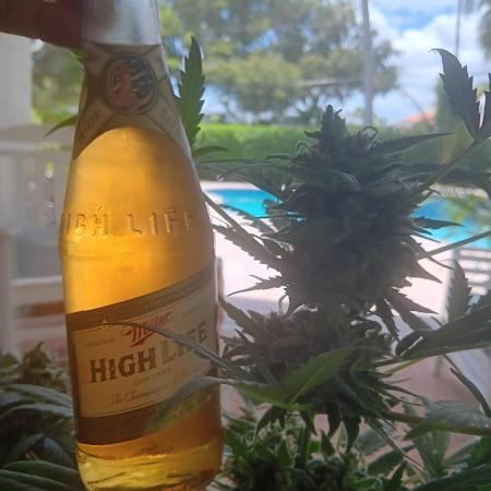 JVK  KUSH Auto 1